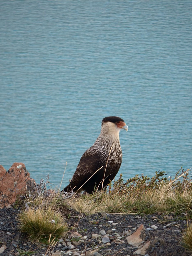 A bird in coastal nature perched on rocks with a background of turquoise water; photo taken with OPPO Find X9 Ultra camera
