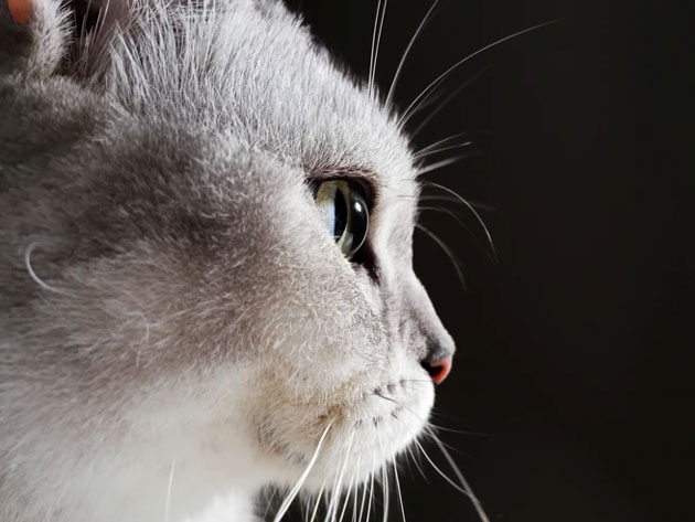 Macro photo taken with the Realme C75 showing a high detail close up of a grey and white cat Macro photo taken with the Realme C75 showing a high-detail close-up of a grey and white cat.