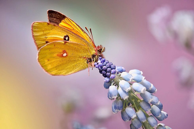 Macro view of a yellow butterfly on blue clustered flowers, taken with OPPO Find X9 Ultra camera in macro mode