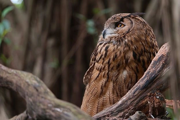 Photo captured with OPPO Find X9 Ultra camera of an owl on a branch