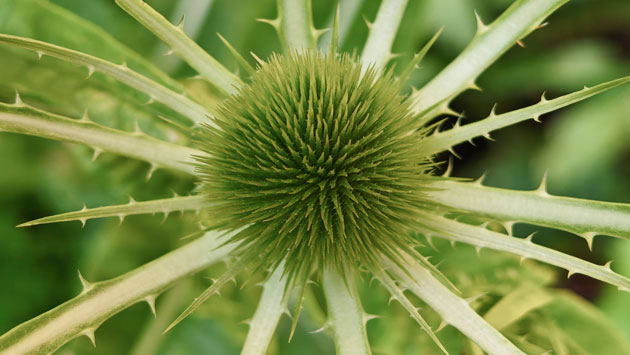 Photo taken with the Nothing Phone 3 macro camera showing a close up radial view of a spiky green plant Photo taken with the Nothing Phone (3) macro camera showing a close-up, radial view of a spiky green plant.